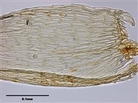 Acanthorrhynchium papillatum (Harv.) Fleisch. Collection Image, Figure 9, Total 10 Figures